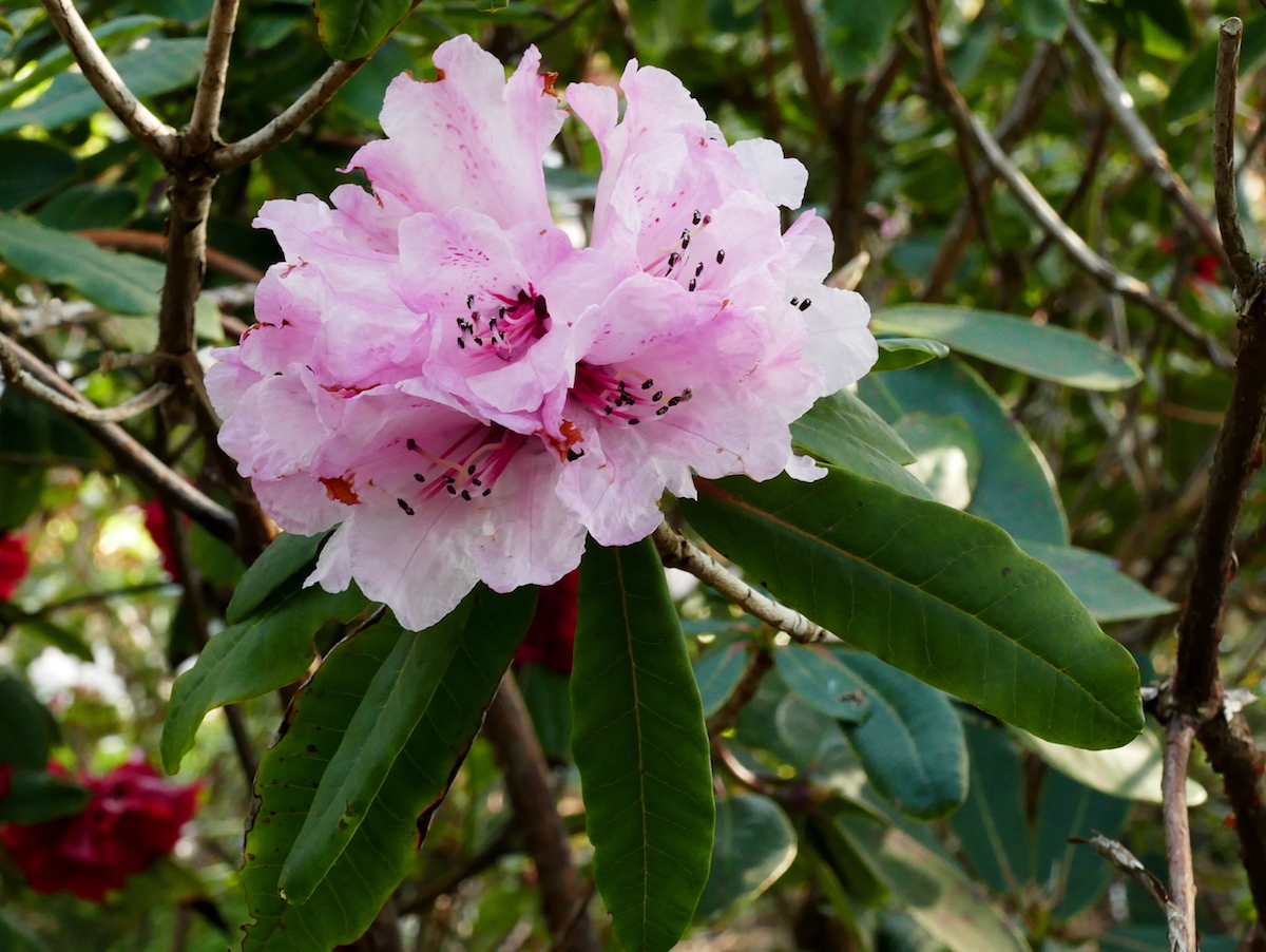 R. faucium